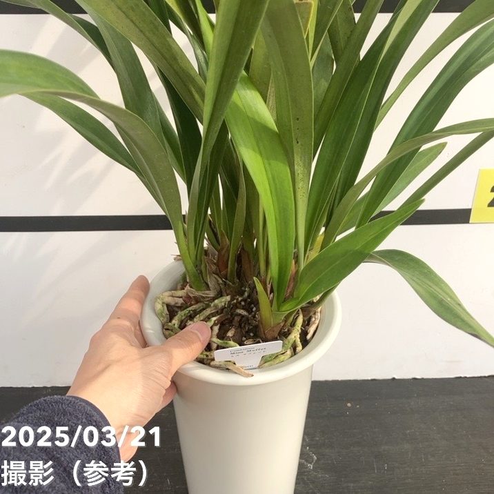 花芽3個＞ミスマフェット 5号ロングプラ鉢｜ミツバチ蘭｜洋蘭10-TU