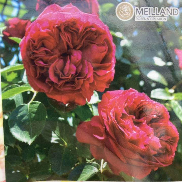 つるバラ長尺苗 ルージュ ピエール ドゥ ロンサール 6号 京成バラ園芸