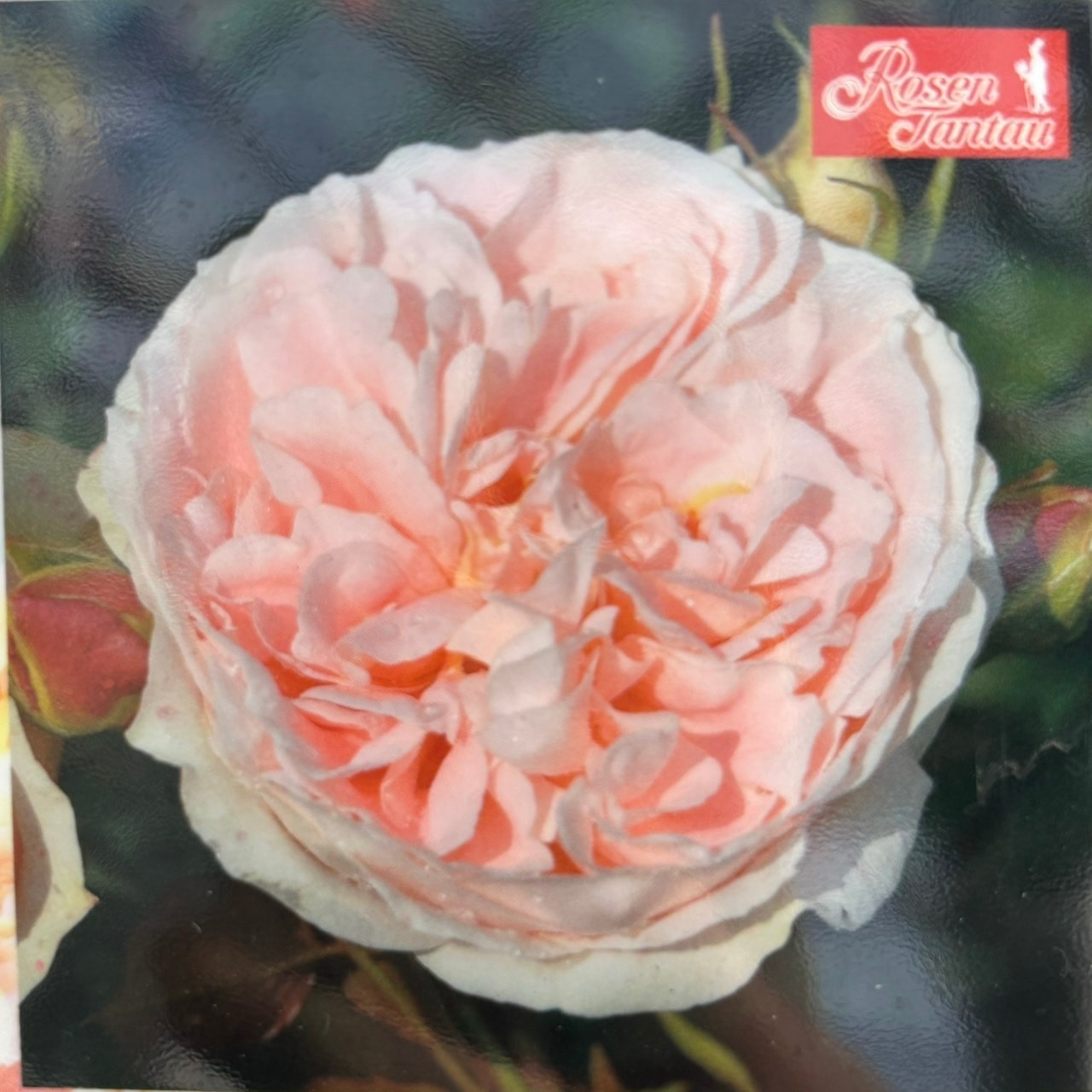 つるバラ長尺苗 マティアス・クラウディウス・ローズ 6号 京成バラ園芸