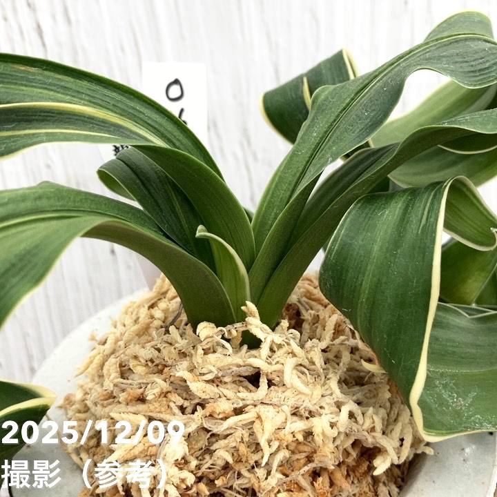 現品お届け】豊明園 万年青 オモト 海龍獅子実生（かいりゅうじし） 龍