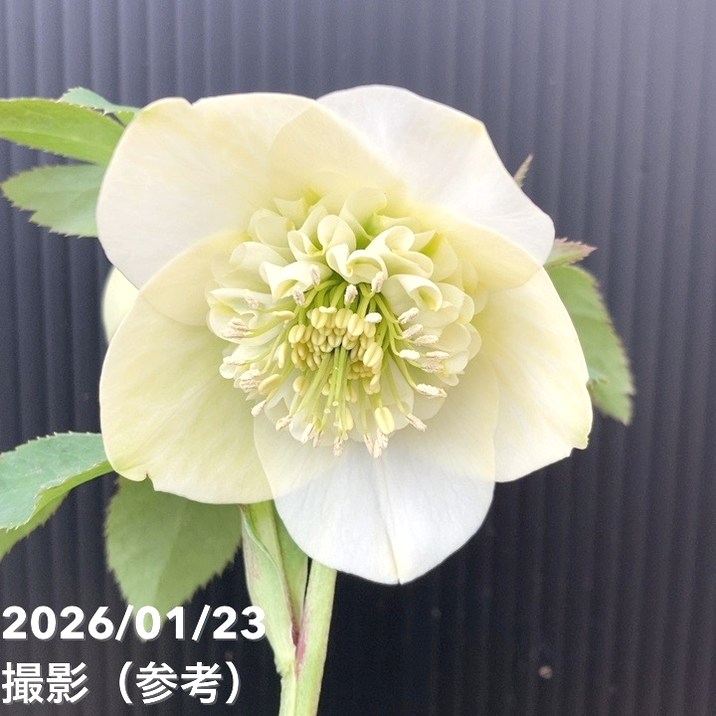 一点物】加藤農園 クリスマスローズ 4.5号（KT49）｜山野04-PA | 草花