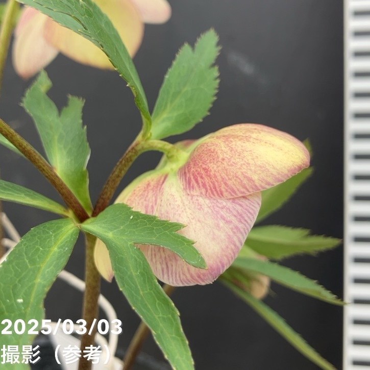 一点物】大和園 クリスマスローズ パステリッシュトレイン 4.5号（YA1