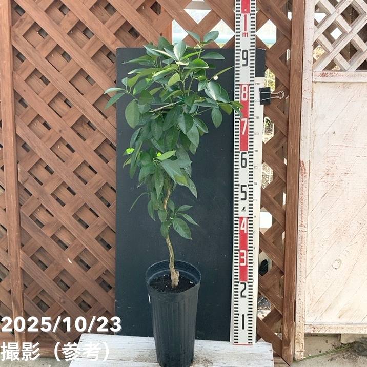 ブラッドオレンジ モロ 5号ロングポット 2年生苗｜柑橘｜果樹04-PA