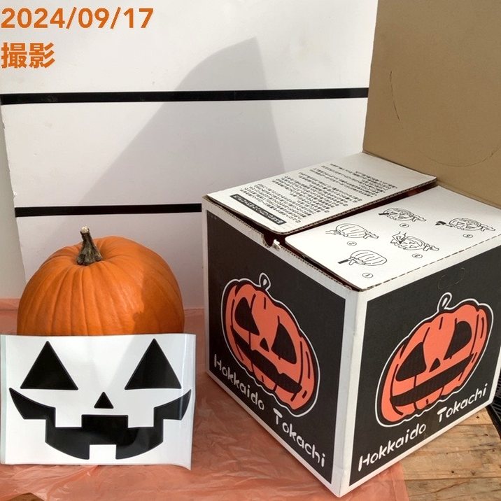 北海道産 ハロウィンかぼちゃ 直径約25cm｜雑貨10-TU | インテリア