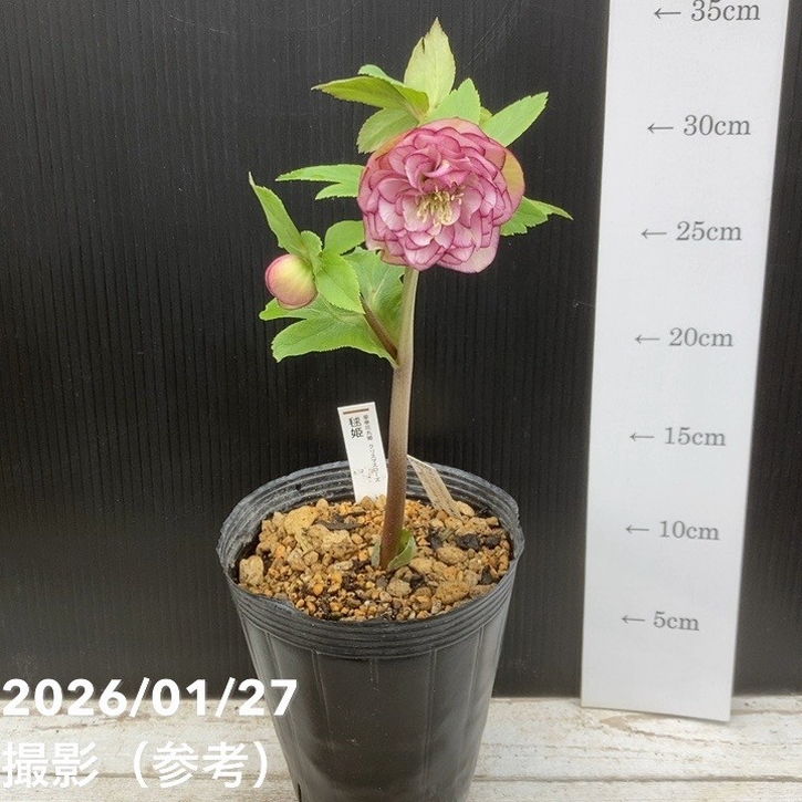 お買い得一点物咲き進み株】加藤農園 愛幸花丸姫 クリスマスローズ 毬