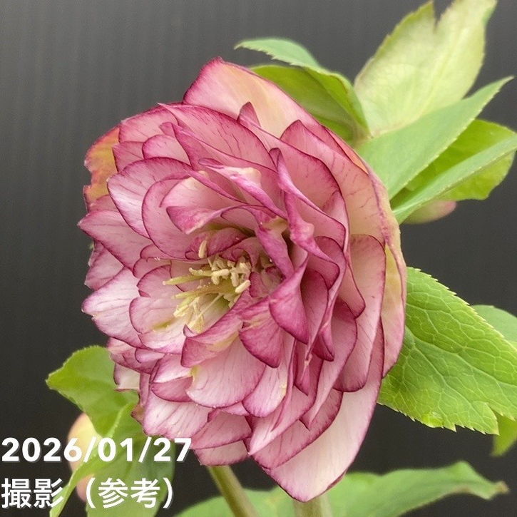 お買い得一点物咲き進み株】加藤農園 愛幸花丸姫 クリスマスローズ 毬