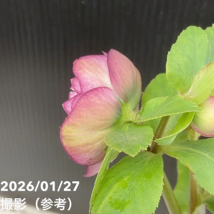 お買い得一点物咲き進み株】加藤農園 愛幸花丸姫 クリスマスローズ 毬