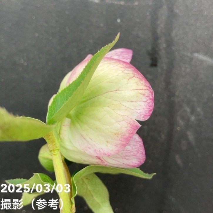 一点物】大和園 クリスマスローズ オリジナル交配種 4.5号（YA4