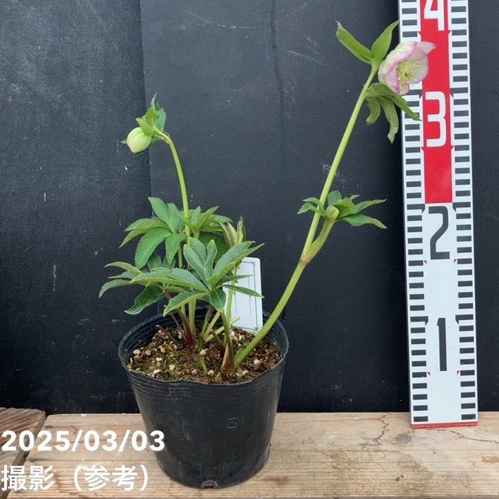 一点物】大和園 クリスマスローズ オリジナル交配種 4.5号（YA4