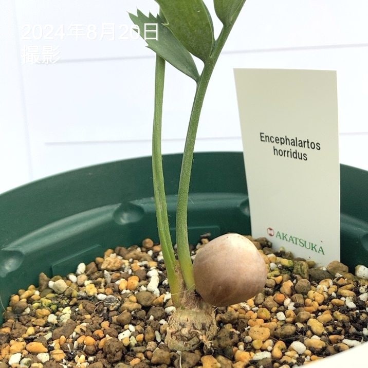 激レア！現品お届け】エンセファラルトス ホリダス（ヒメオニソテツ