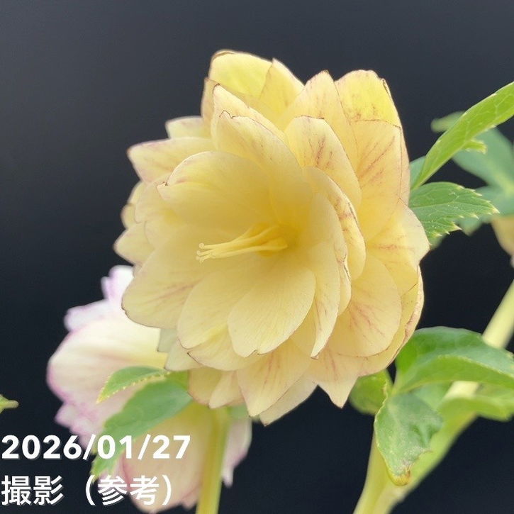 お買い得一点物咲き進み株】加藤農園 クリスマスローズ グラデーション