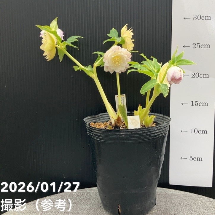 お買い得一点物咲き進み株】加藤農園 クリスマスローズ グラデーション