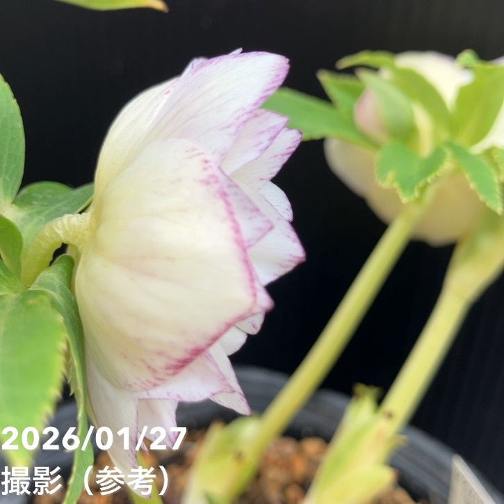 お買い得一点物咲き進み株】加藤農園 クリスマスローズ グラデーション