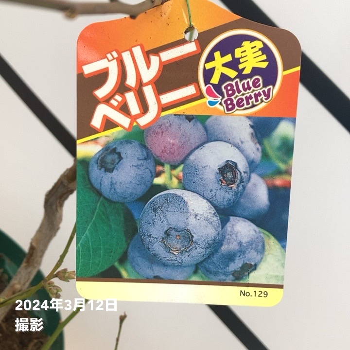 数量限定】ブルーベリー大株 ラビットアイ系 ブライトウェル 7号 3年生