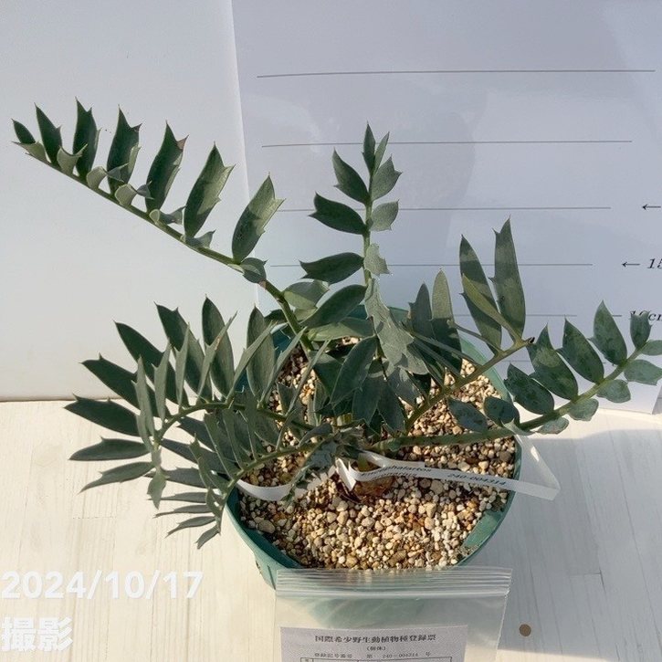 激レア！現品お届け】エンセファラルトス アレナリウス（Enephalartos