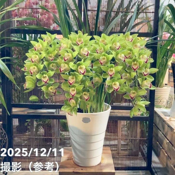 シンビジューム アーチ 7号陶器鉢 4本立 グリーンカルテット｜s200｜洋