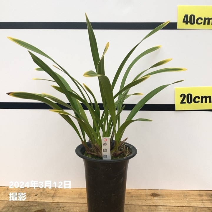 花芽2個付き＞キンリョウヘン 4号（常盤錦）｜ミツバチ蘭｜洋蘭10-TU