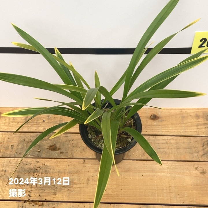 R8年キンリョウヘン花芽10本#2 花芽2個以上＞キンリョウヘン 5号（白花