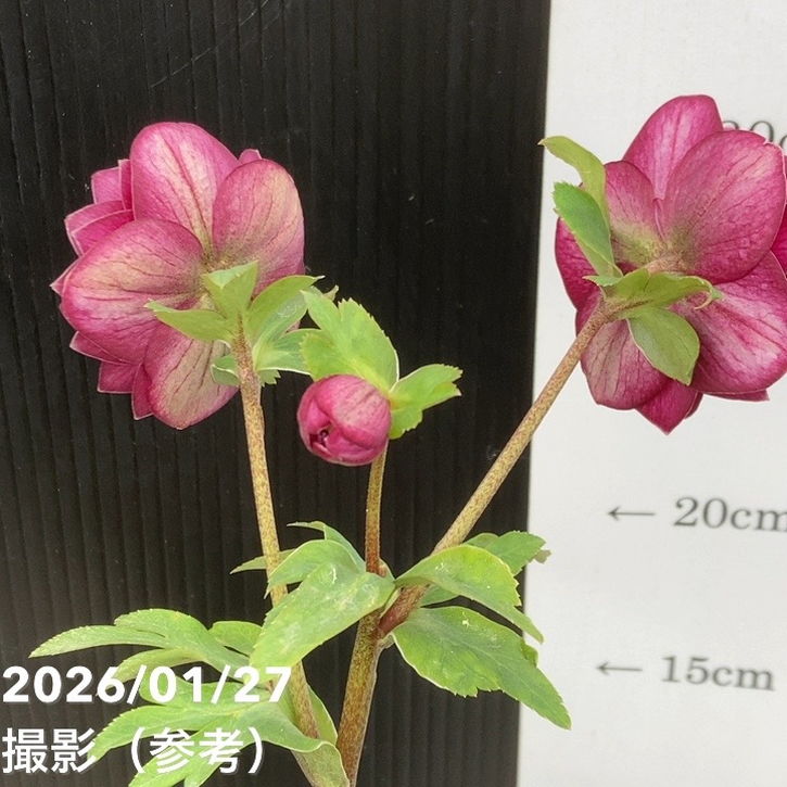 一点物】加藤農園 クリスマスローズ グロッシーカラー 4.5号（KT59