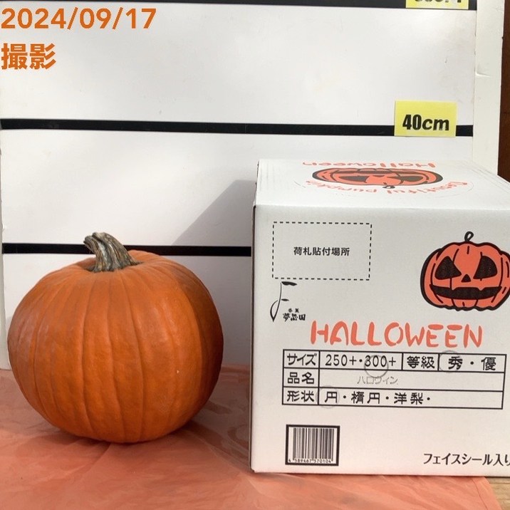 北海道産 ハロウィンかぼちゃ 直径約30cm｜雑貨10-TU | インテリア