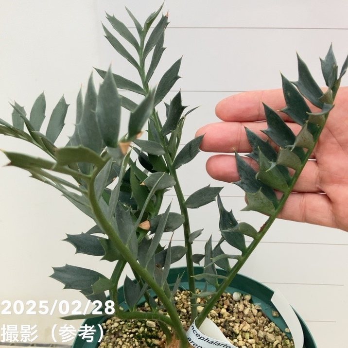 激レア！現品お届け】エンセファラルトス アレナリウス（Enephalartos