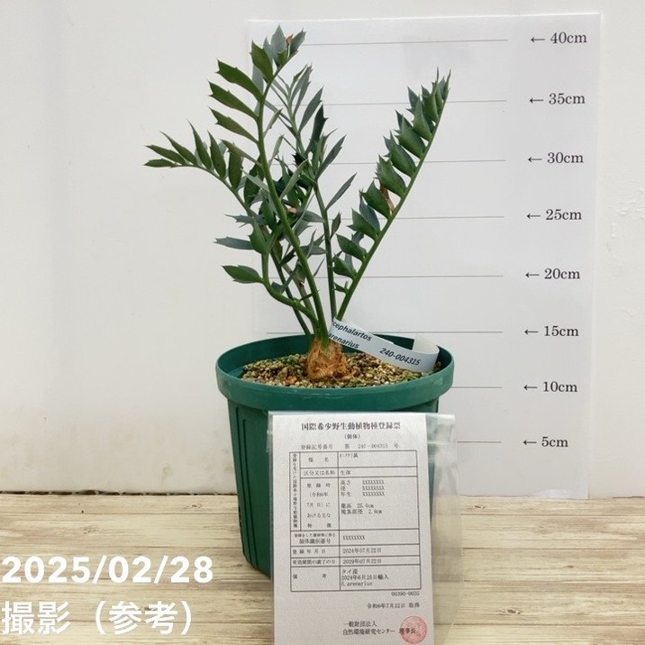 激レア！現品お届け】エンセファラルトス アレナリウス（Enephalartos