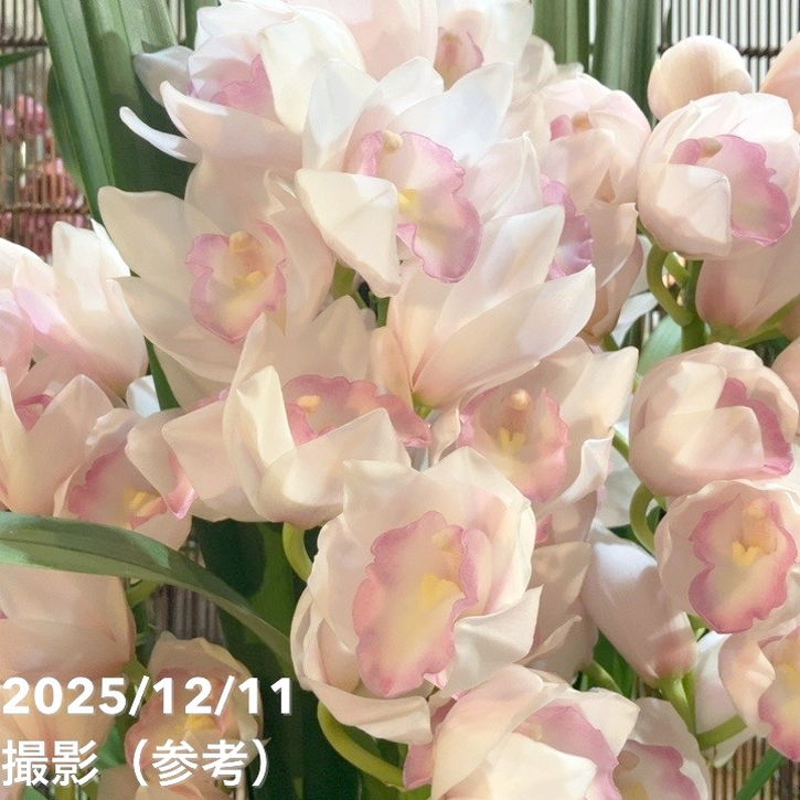 シンビジューム 8号 陶器鉢 4本立 マリーローランサン｜s200｜洋蘭04