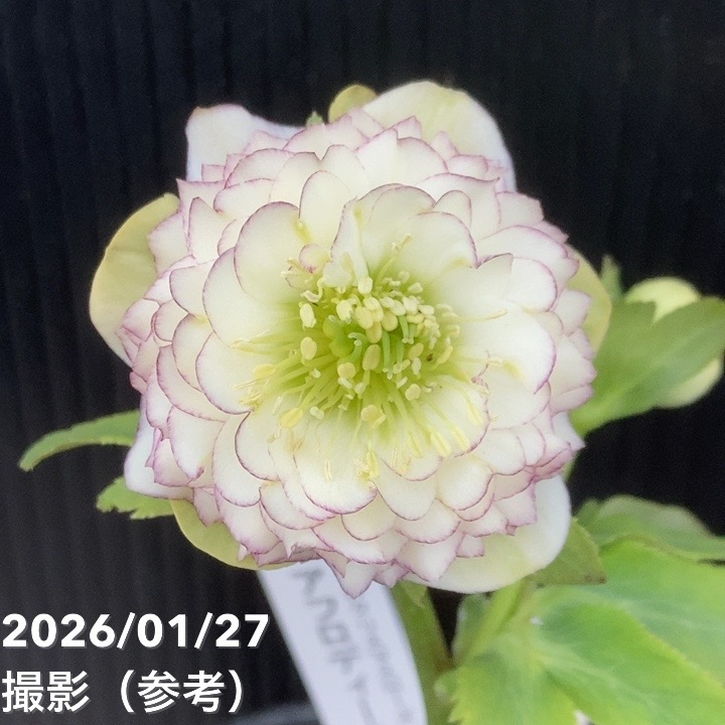 お買い得一点物咲き進み株】加藤農園 クリスマスローズ アフロディーテ