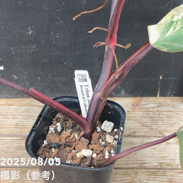 フィロデンドロン ストロベリーシェイク Philodendron cv Strawberry