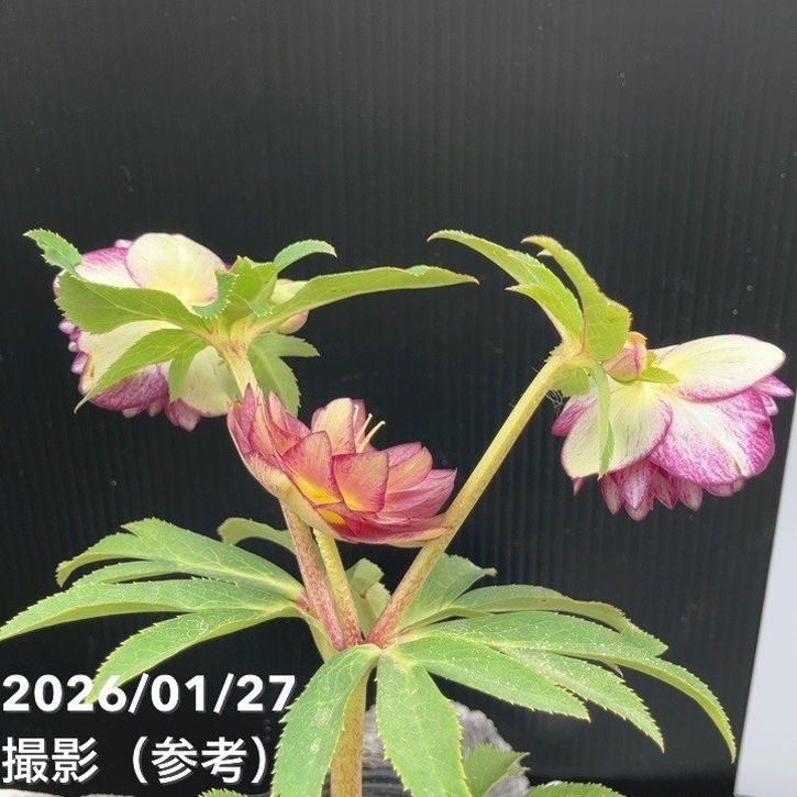 一点物】加藤農園 サンシャインゴールドクリスマスローズ レッドイル