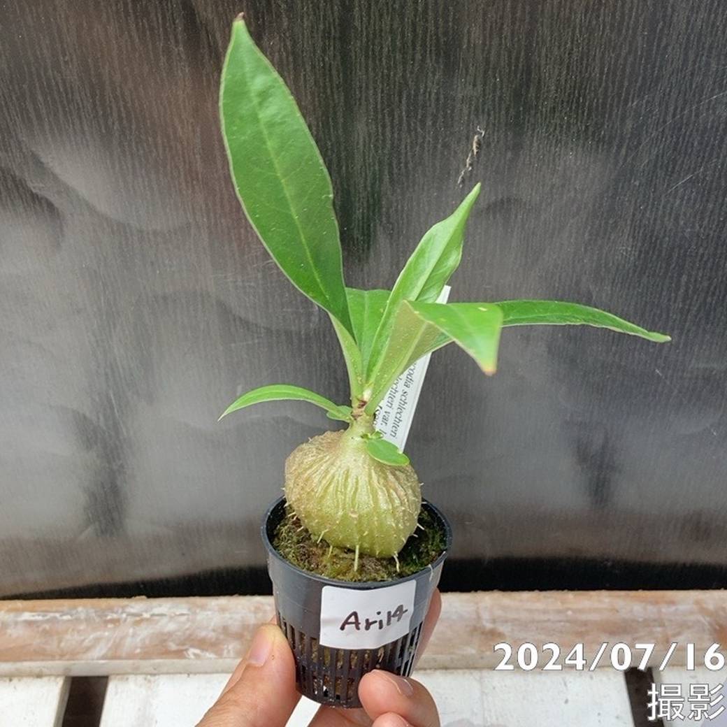 現品お届け】アリ植物 ミルメコディア Myrmecodia schlechteri subsp