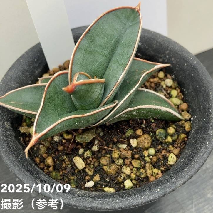 現品お届け】サンスベリア 3号 ロリダ （S212）｜観葉02-D2 | 観葉