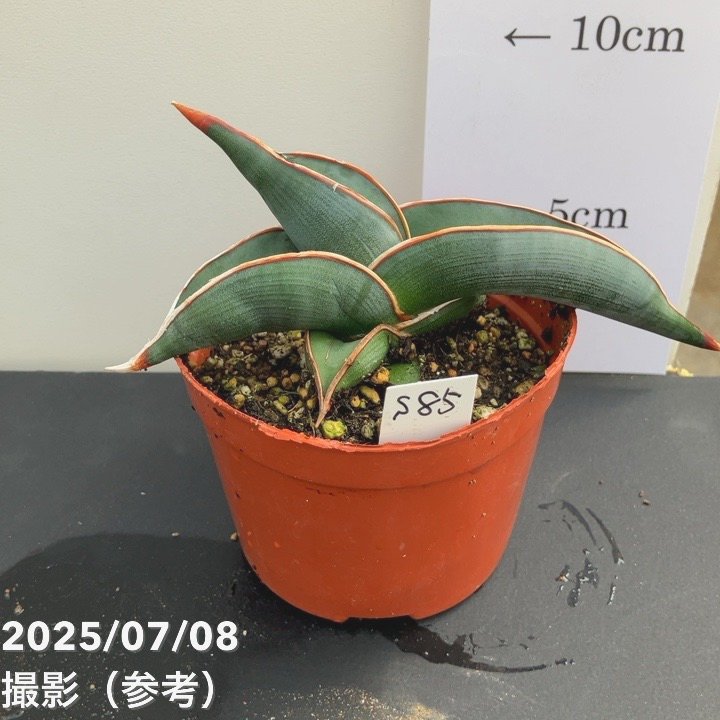 現品お届け】サンスベリア 3号 ロリダ 生産鉢仕様（S85）｜観葉02-D2