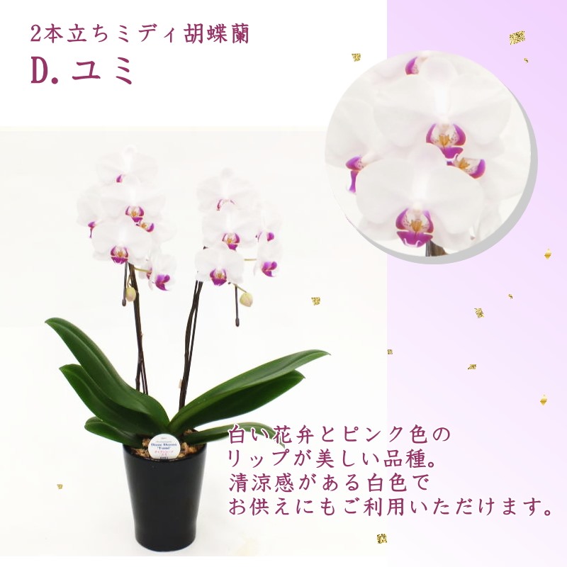 受賞歴多数！椎名洋ラン園のミディ胡蝶蘭 2本立ち ※送料込｜洋蘭10-SI