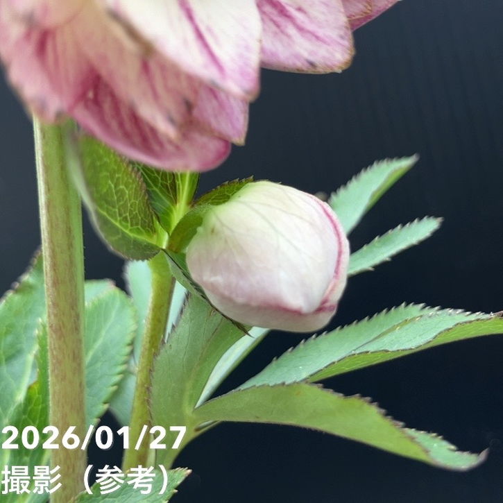 一点物】加藤農園 ソフトグラデーションクリスマスローズ