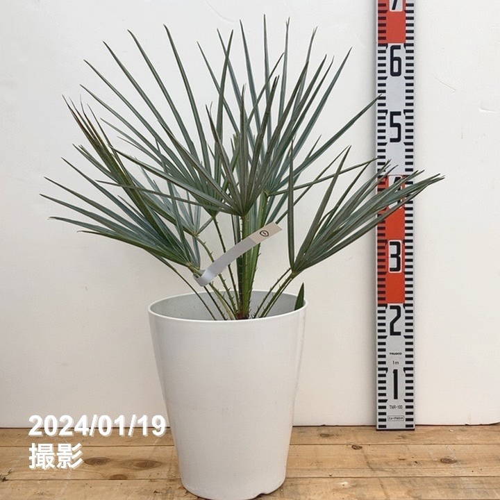 現品お届け】チャメロプス フミリス セリフェラ 7号（1）｜花木04-PA