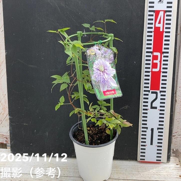 八重咲クレマチス 水面の妖精 4号｜草花04-PA | 草花,クレマチス