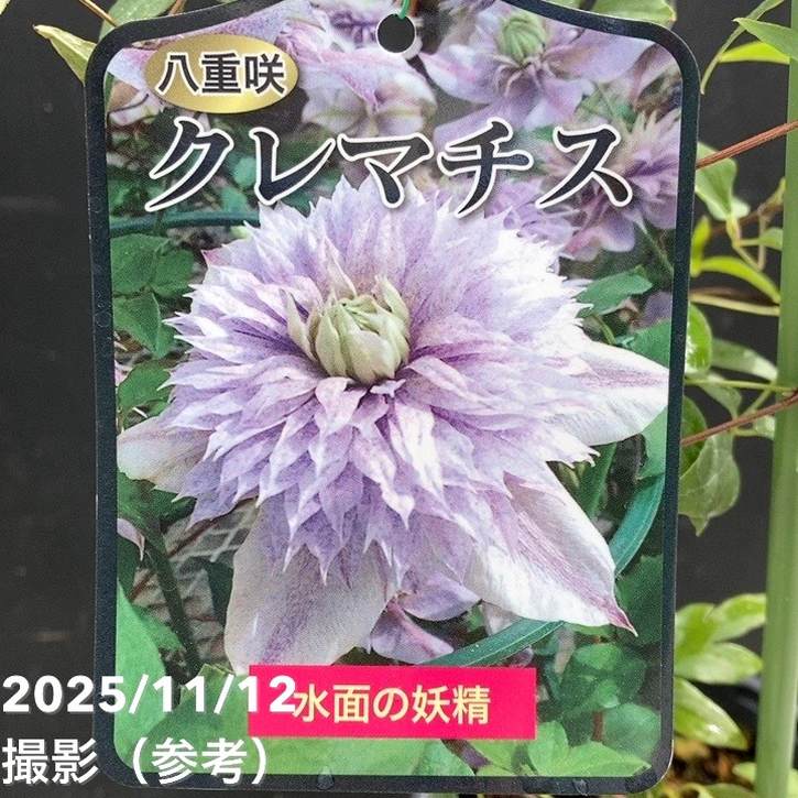 八重咲クレマチス 水面の妖精 4号｜草花04-PA | 草花,クレマチス