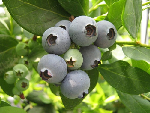 ブルーベリー苗 3.5号ポット50本セット ブルーベリー苗 3.5号ポット50