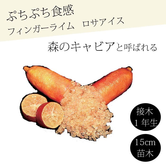 フィンガーライム 苗木 ロサアイス 15cm鉢 柑橘 柑橘苗 自家結実性