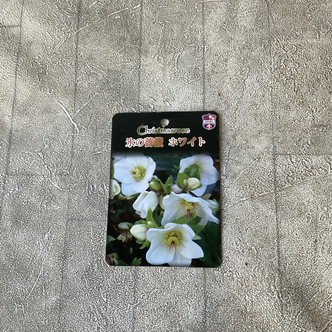 クリスマスローズ 氷の薔薇 ホワイト 5寸鉢 | 鉢花・花苗 | 橋本種苗園