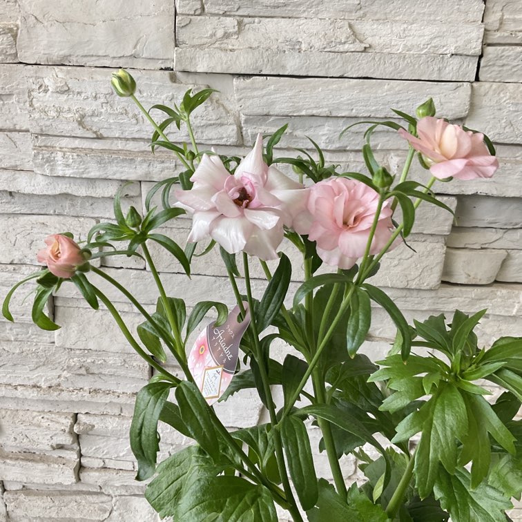 ラナンキュラス ラックスシリーズ 6号鉢 選べる4色 | 鉢花・花苗