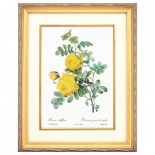 ルドゥーテ バラ図譜 ロサ スルフレア 壁掛けアート ボタニカル 立体