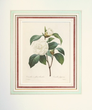ピエール・ジョセフ・ルドゥーテ 「美花選」 1827年 No.15 | 古版画