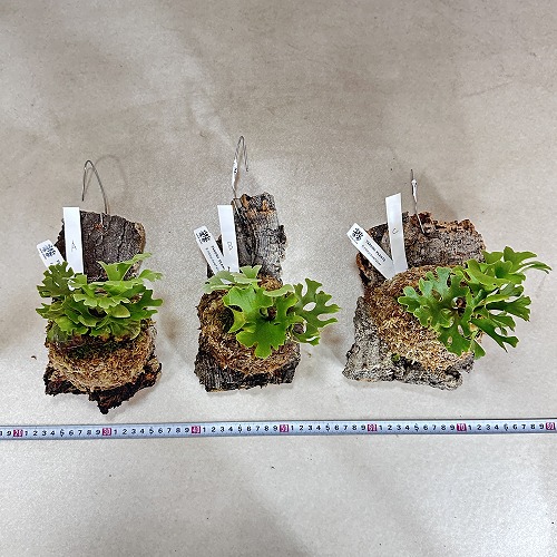 コウモリラン(ビカクシダ) リドレイ ドワーフ シルバー 個体A(現品