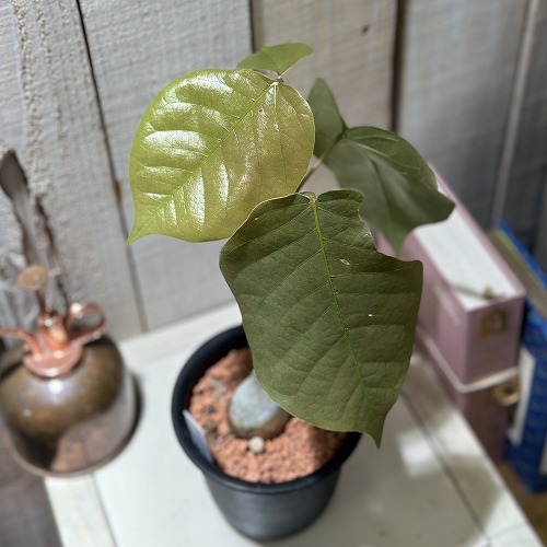 葉傷みあり】プセウドボンバックス 3号鉢(個体おまかせ1鉢)｜芳樹園