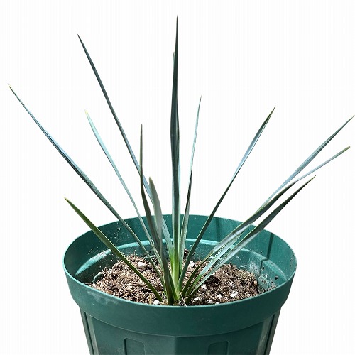 ユッカ ロストラータ 4号スリット鉢(個体おまかせ1鉢)｜芳樹園