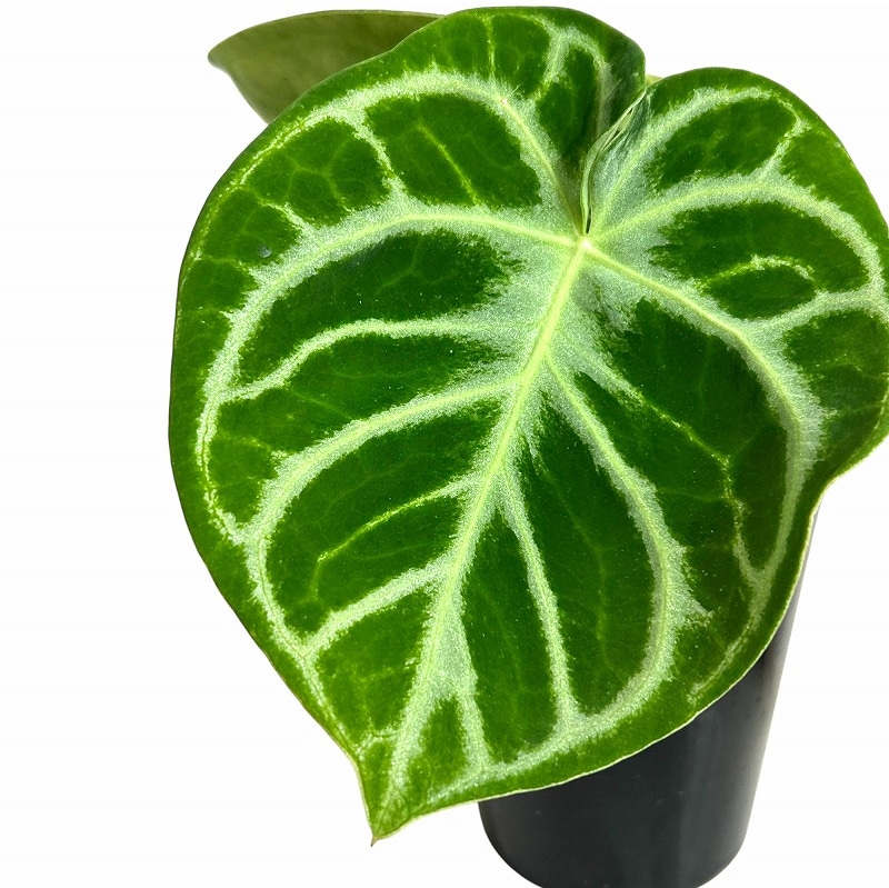 傷みあり】アンスリウム クリスタリナム ドラヤキ 3号硬質ポット(個体