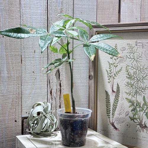 葉傷みあり]斑入りパキラ アクアティカ ミルキーウェイ 3.5号(個体