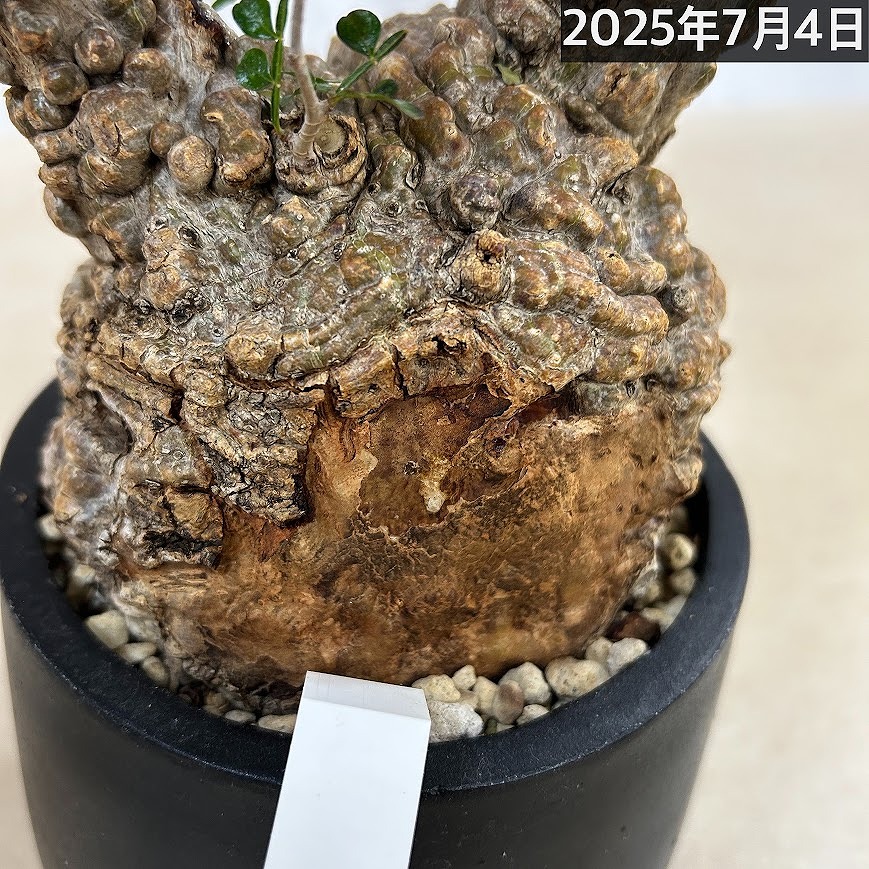 訳あり特価】オペルクリカリア パキプス(Operculicarya pachypus) 4号